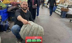 Ele avuca sığmayan 60 kiloluk bal kabağı el arabasıyla taşınıyor