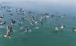 Erçek Gölü’nün yeni misafirleri küçük sakarcalar havadan görüntülendi