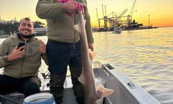 Gemlik Körfezi’nde balıkçıların oltasına köpek balığı takıldı