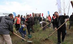 Gerze’de şehit orman görevlileri anısına fidan dikildi