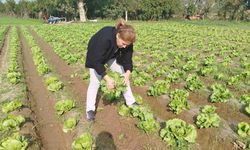 Gıda güvenliği için marul tarlalarında numune alındı