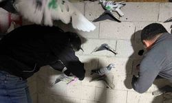 Hatay’da kuş kümesinden 2 kilo 500 gram uyuşturucu madde ve para çıktı