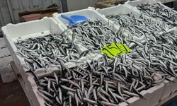 Hava şartları hamsi fiyatını yükseltti