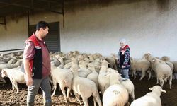 Hibe koyun ve koçlar üreticilere teslim edildi