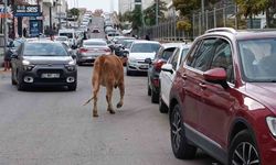 İnekler şehre indi.