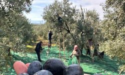 İsviçre sofralarını süsleyen zeytinde bu yıl kalite yüksek