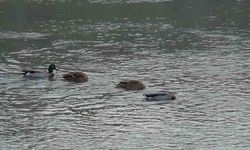 Kars Çayı, yeşilbaş ördeklere ev sahipliği yapıyor