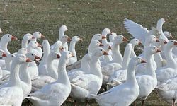 Kars’ta kar yiyen kazlar’ kesime hazır