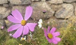 Kasım ayında açan çiçekler şaşırttı