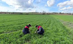 Kırklareli’nde tarlalara ekilen kuraklığa dayanıklı yem bitkilerinin kontrolleri yapıldı