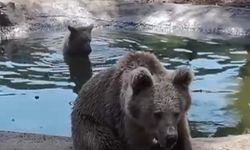 Kış uykusundan önce son banyo