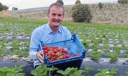 Köprübaşı’nda kasım ayında çilek bereketi