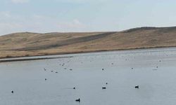 Köyceğiz Göleti’nde yaban ördeklerinden görsel şölen