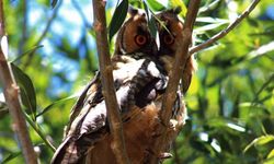 Kulaklı orman baykuşu görüntülendi