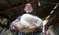 Kütahya’da 3 kilo dev mantar bulundu