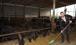 Manda sayısı artıyor