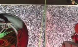 Marmara’da bereketli av: Bin kasa hamsi, bin kasa sardalya avlandı