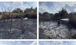 Muğla’da üzüm bağları alevlere teslim oldu