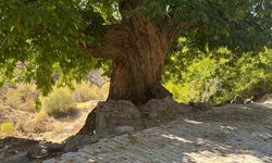 Niğde'de Doğadan ilham alan yarışma