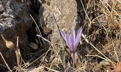 Ölbe Vadisi’nde sonbaharda nadir çiğdemler görüntülendi