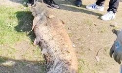 Oltaya takılan 50 kiloluk dev balık şaşırttı