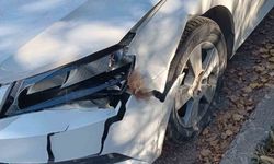 Otomobil ayıya çarptı