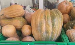 Palu’da ata tohumu kabaklar 35 kiloya ulaştı