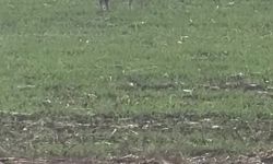 Popülasyonu artan kurtlar köylere indi