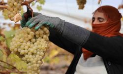 Rekolte yüzde 80 düştü