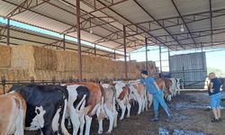 Riskli mahallelerde şap aşısı çalışmaları hızlandırıldı