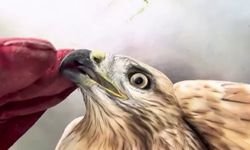 Sağlığına kavuşan kızıl şahin yeniden doğal yaşam alanına bırakıldı