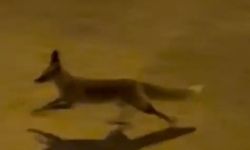 Şanlıurfa’da aç tilki kent merkezine indi