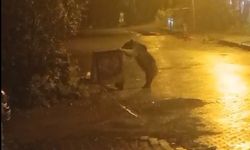 Sarıkamış’ta ayılar kış uykusunu unuttu