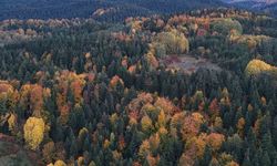 Sinop’ta sonbaharda renk cümbüşü yaşanıyor