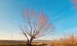 Sonbaharda sararan yapraklar görsel şölen oluşturdu
