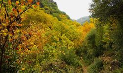 Sonbaharın güzelliğine bürünen Koçak Kanyonu’na dikkat çektiler