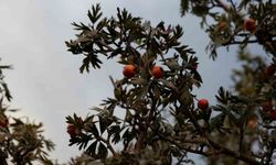 Tatvan’da alıç hasadı