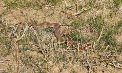 Tatvan’da nadir görülen kırmızı yılan görüntülendi