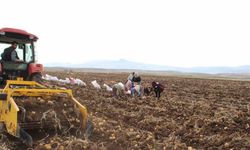 Tercan Ovası’nda kışlık patates bereketi