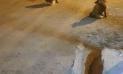 Tilkileri terk edip şehre gidemiyor