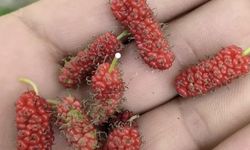 Tunceli’de dut ağacı mevsimi şaşırdı, ikinci kez meyve verdi