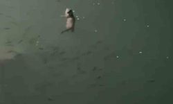 Tunceli’de su samuru görüntülendi