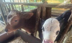 "Türkiye’de yıllık 400-500 bin buzağı ölümü oluyor"