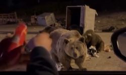 Uludağ’da ayı ailesine sucuk ziyafeti çekerken saldırıya uğradı