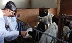 Üniversite öğrencileri Van’da sertifikalı sığır yetiştiriciliği eğitimine katıldı