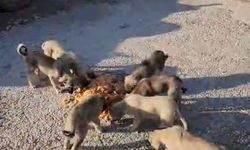 Yolda yalnız değiller: Bayburtlu şoför anne ve yavru köpekleri koca tencere yemekle besledi