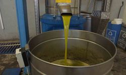 Zeytinde rekolte düşük, ancak yağda kalite yüksek