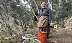 Zeytininin hasadı devam ediyor