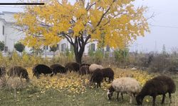 Iğdır'da Besicinin Yüzü Güldü: Sıcak Hava Kaba Yem Maliyetlerini Düşürdü!