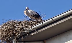 Baharın Müjdecisi Leylekler Göç Etmedi